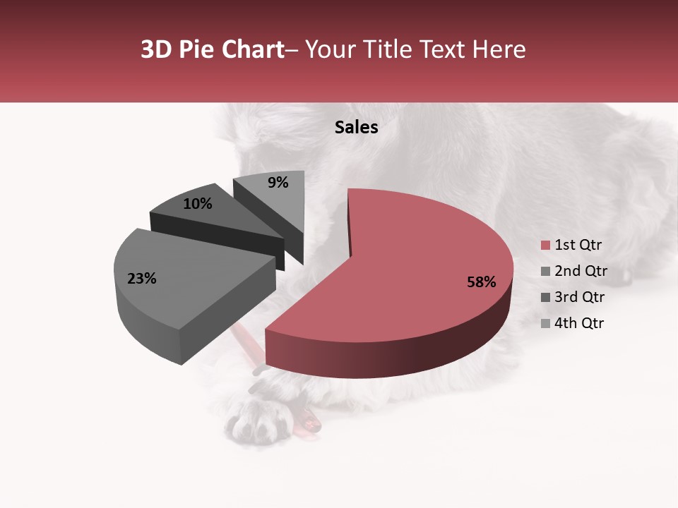 A Gray And White Dog Playing With A Red Toothbrush PowerPoint Template