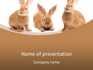 A Group Of Rabbits Sitting Next To Each Other PowerPoint Template