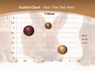 A Group Of Rabbits Sitting Next To Each Other PowerPoint Template