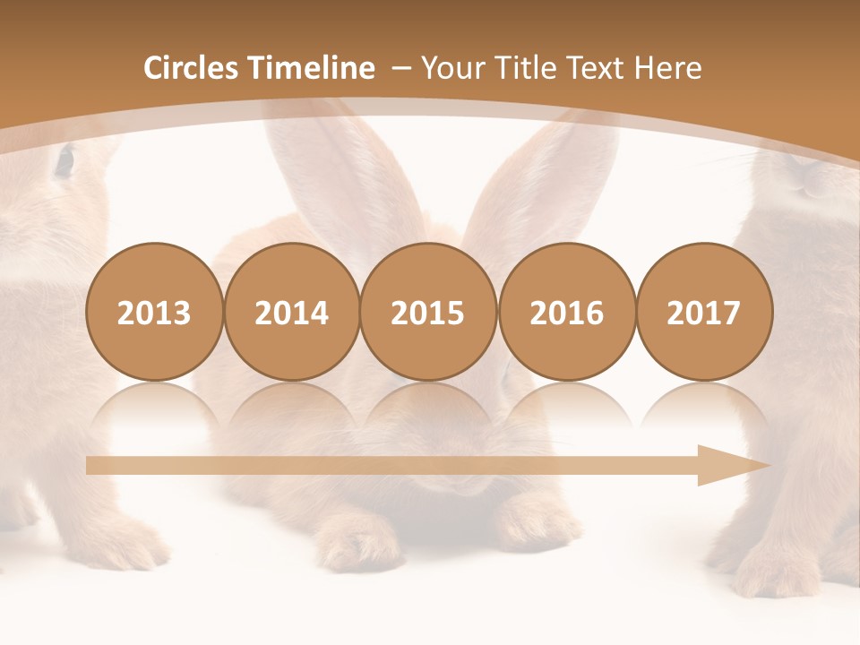 A Group Of Rabbits Sitting Next To Each Other PowerPoint Template