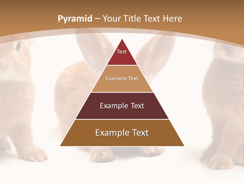 A Group Of Rabbits Sitting Next To Each Other PowerPoint Template