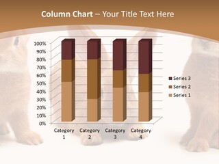 A Group Of Rabbits Sitting Next To Each Other PowerPoint Template