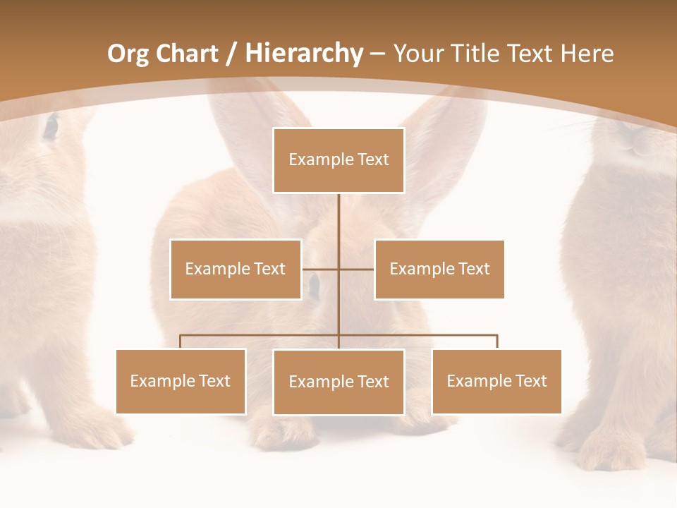 A Group Of Rabbits Sitting Next To Each Other PowerPoint Template
