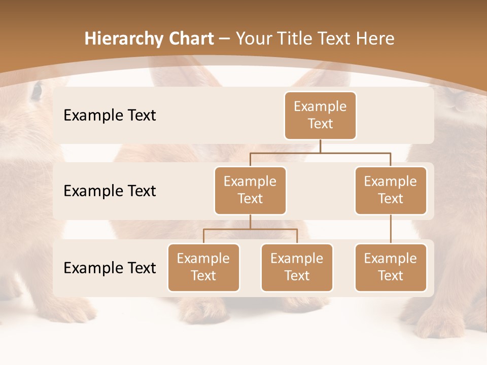 A Group Of Rabbits Sitting Next To Each Other PowerPoint Template