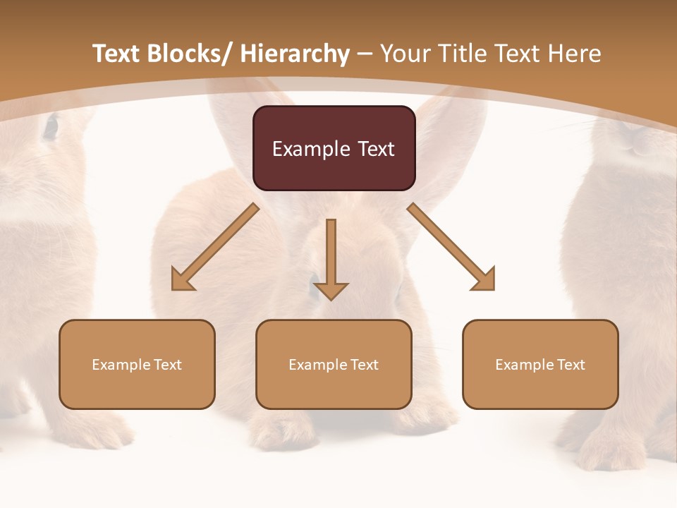 A Group Of Rabbits Sitting Next To Each Other PowerPoint Template