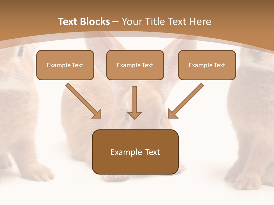 A Group Of Rabbits Sitting Next To Each Other PowerPoint Template