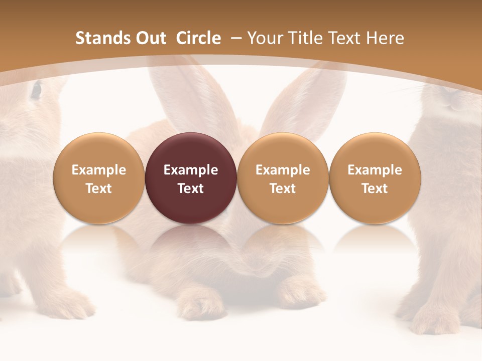 A Group Of Rabbits Sitting Next To Each Other PowerPoint Template