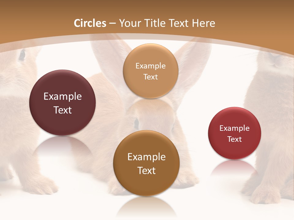 A Group Of Rabbits Sitting Next To Each Other PowerPoint Template