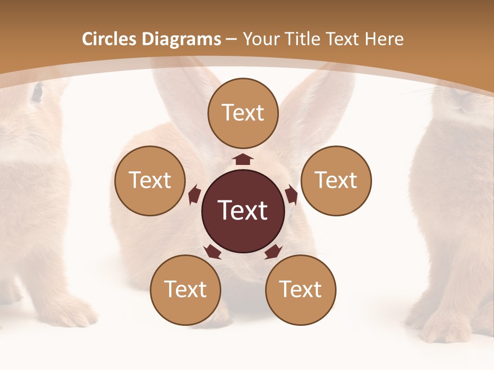 A Group Of Rabbits Sitting Next To Each Other PowerPoint Template