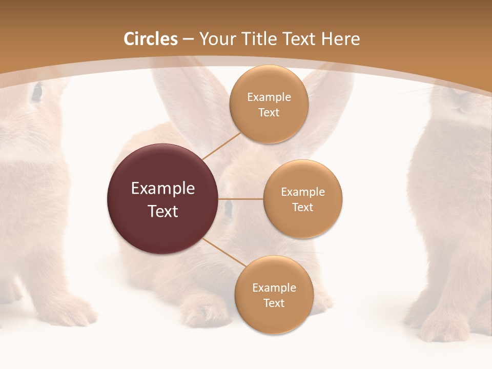 A Group Of Rabbits Sitting Next To Each Other PowerPoint Template