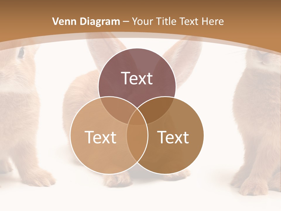 A Group Of Rabbits Sitting Next To Each Other PowerPoint Template