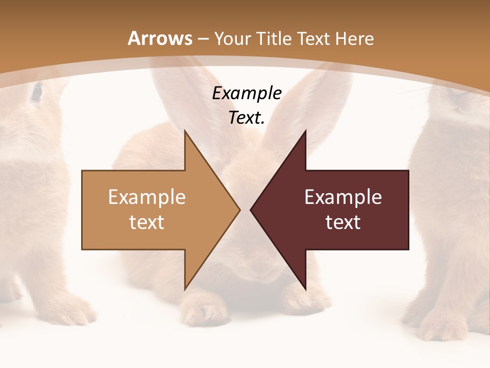 A Group Of Rabbits Sitting Next To Each Other PowerPoint Template