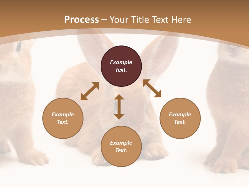 A Group Of Rabbits Sitting Next To Each Other PowerPoint Template