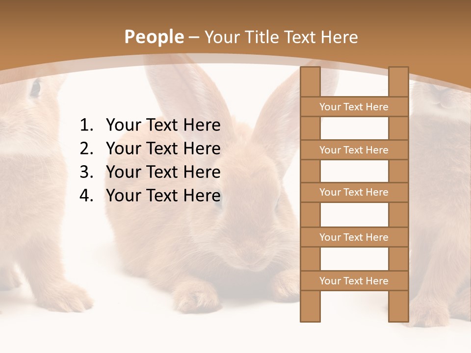 A Group Of Rabbits Sitting Next To Each Other PowerPoint Template
