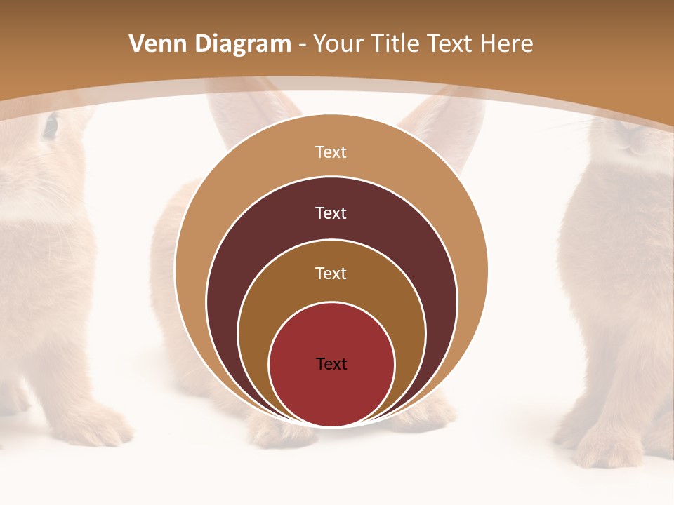 A Group Of Rabbits Sitting Next To Each Other PowerPoint Template