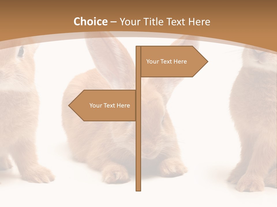 A Group Of Rabbits Sitting Next To Each Other PowerPoint Template