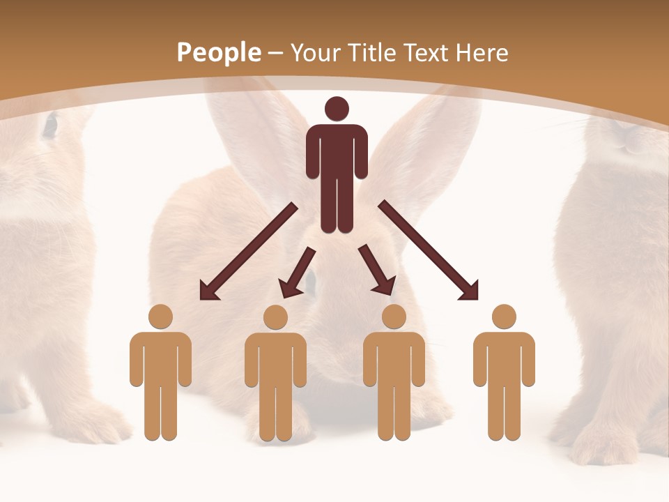 A Group Of Rabbits Sitting Next To Each Other PowerPoint Template