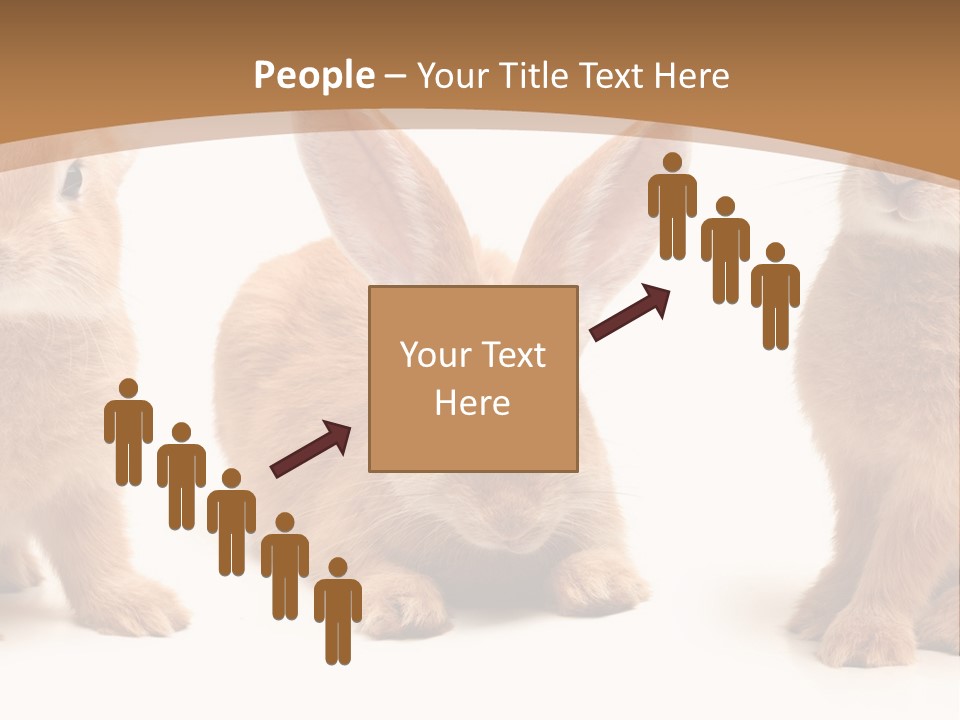 A Group Of Rabbits Sitting Next To Each Other PowerPoint Template