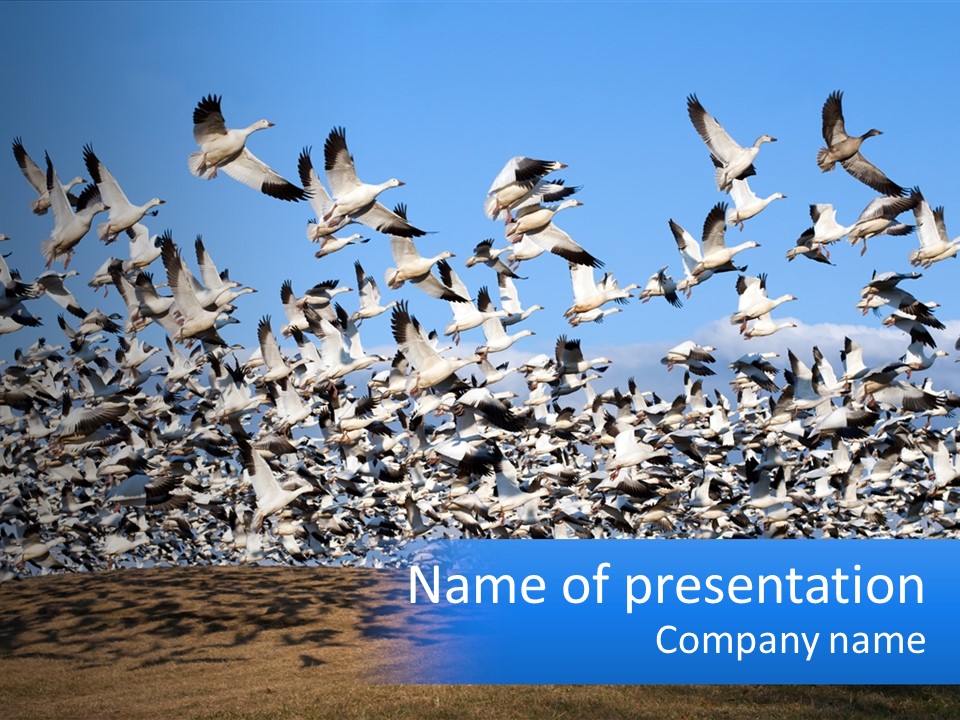 A Large Flock Of Birds Flying Over A Body Of Water PowerPoint Template