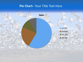 A Large Flock Of Birds Flying Over A Body Of Water PowerPoint Template