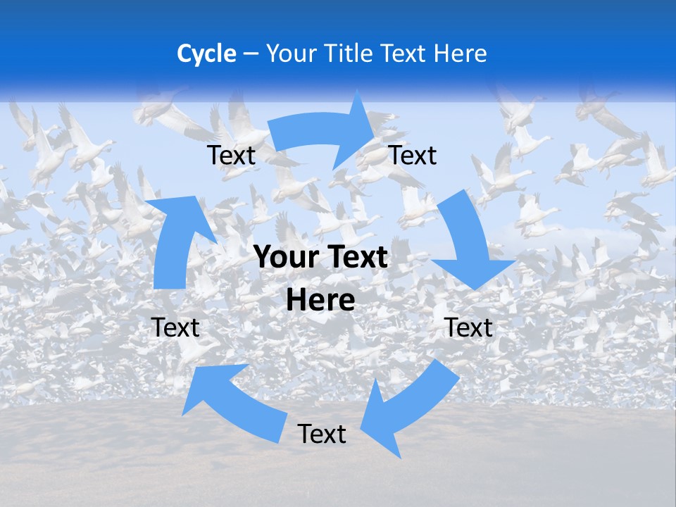 A Large Flock Of Birds Flying Over A Body Of Water PowerPoint Template