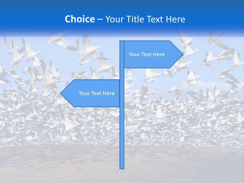 A Large Flock Of Birds Flying Over A Body Of Water PowerPoint Template