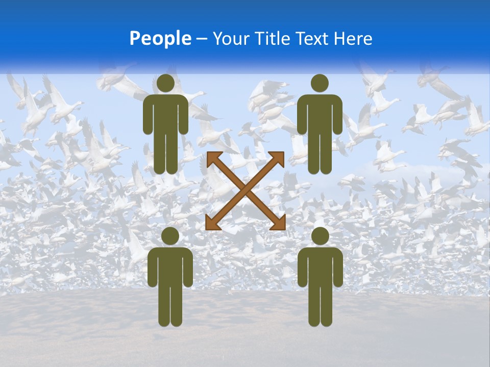 A Large Flock Of Birds Flying Over A Body Of Water PowerPoint Template