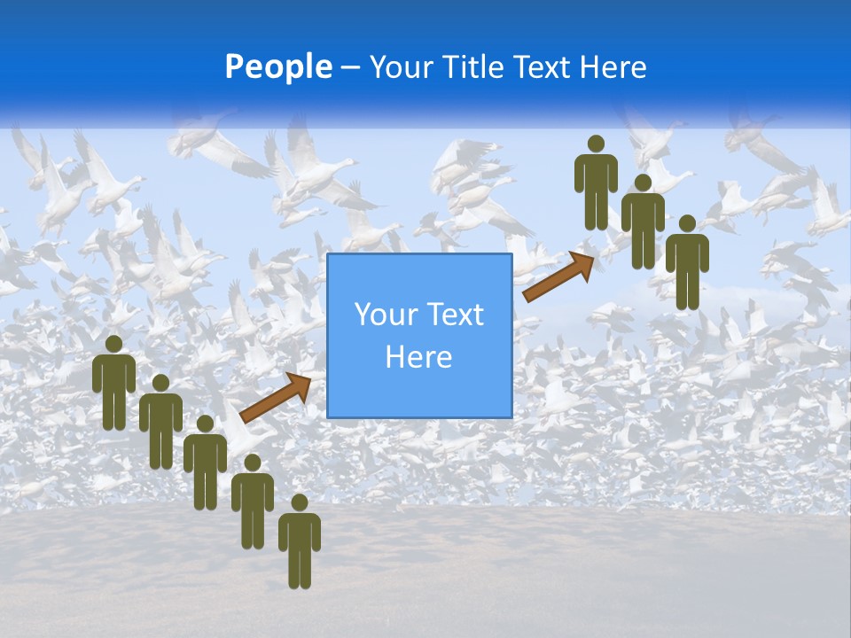 A Large Flock Of Birds Flying Over A Body Of Water PowerPoint Template