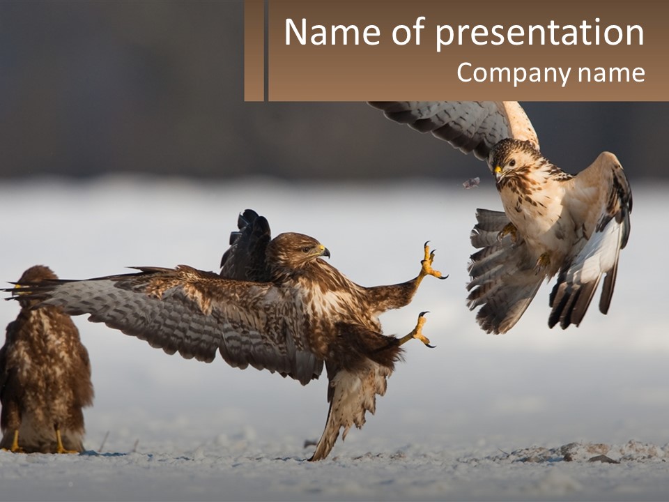 A Couple Of Birds That Are Flying In The Air PowerPoint Template