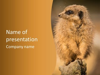 A Small Animal Sitting On Top Of A Tree Stump PowerPoint Template
