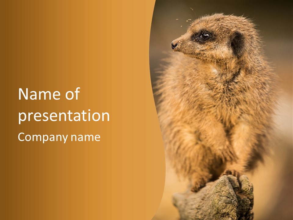 A Small Animal Sitting On Top Of A Tree Stump PowerPoint Template