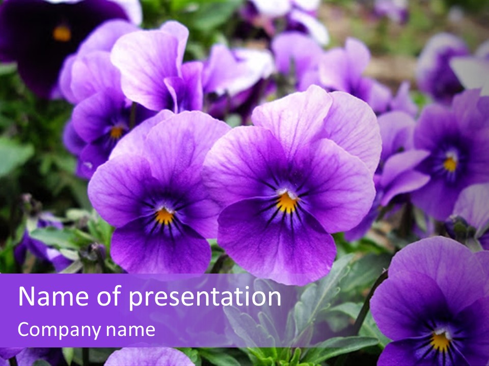 A Bunch Of Purple Flowers In A Field PowerPoint Template