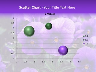 A Bunch Of Purple Flowers In A Field PowerPoint Template