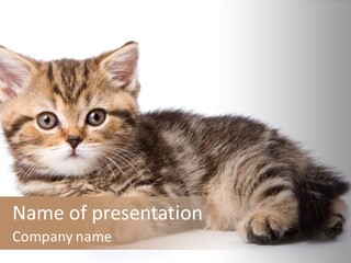 A Small Kitten Laying Down On A White Surface PowerPoint Template