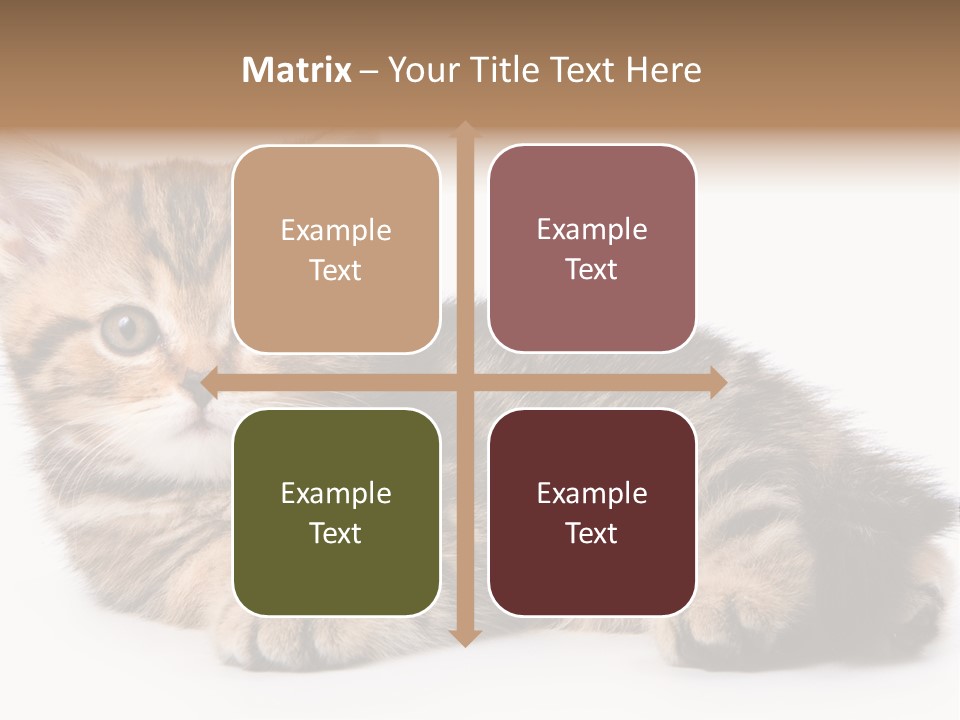 A Small Kitten Laying Down On A White Surface PowerPoint Template