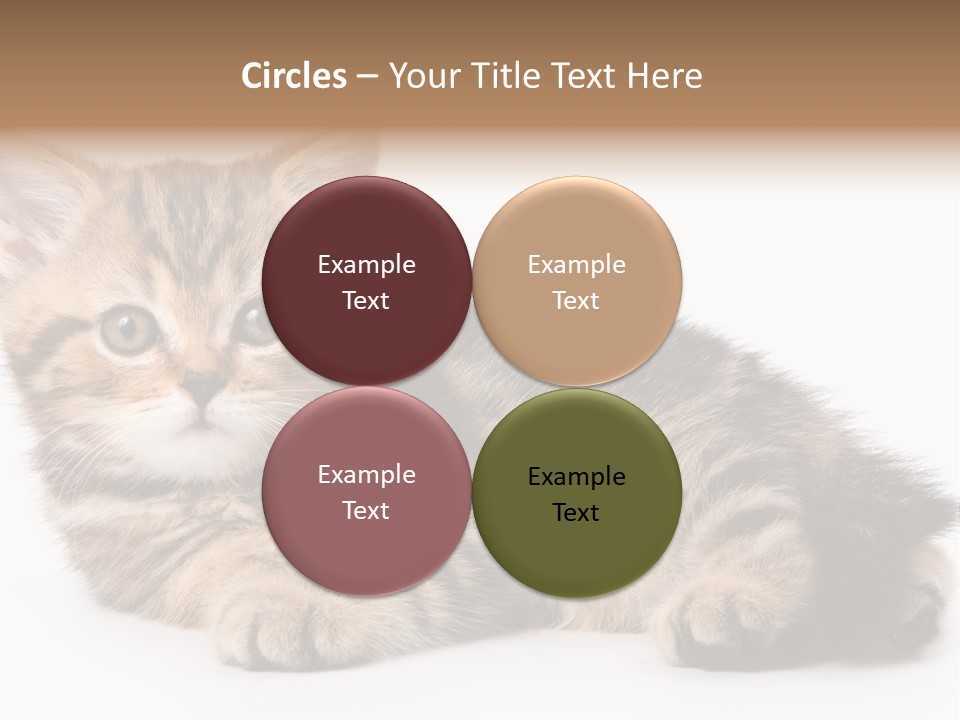 A Small Kitten Laying Down On A White Surface PowerPoint Template