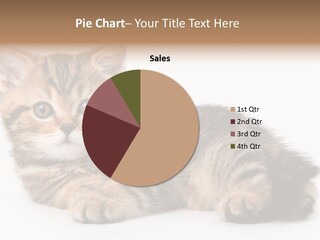A Small Kitten Laying Down On A White Surface PowerPoint Template