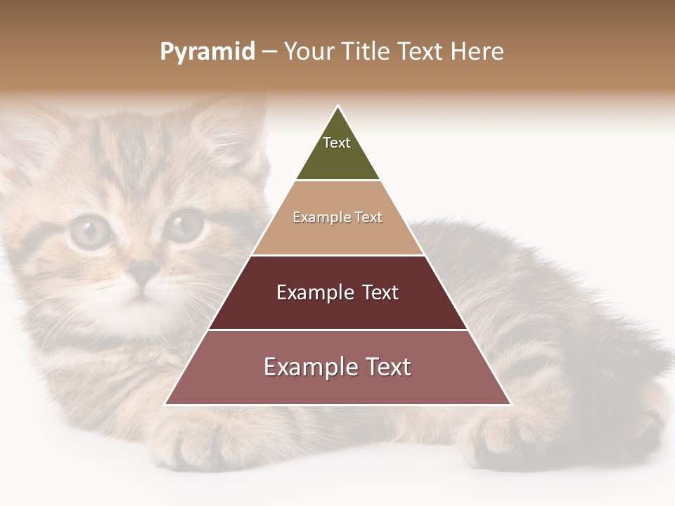 A Small Kitten Laying Down On A White Surface PowerPoint Template