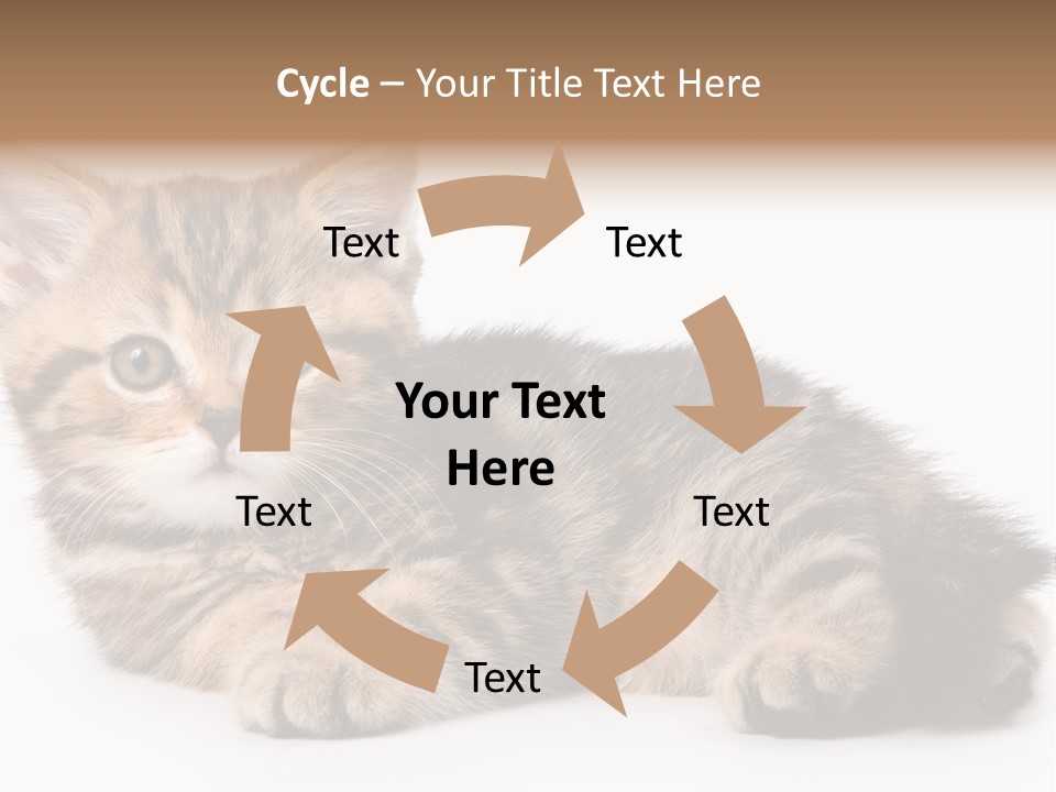 A Small Kitten Laying Down On A White Surface PowerPoint Template