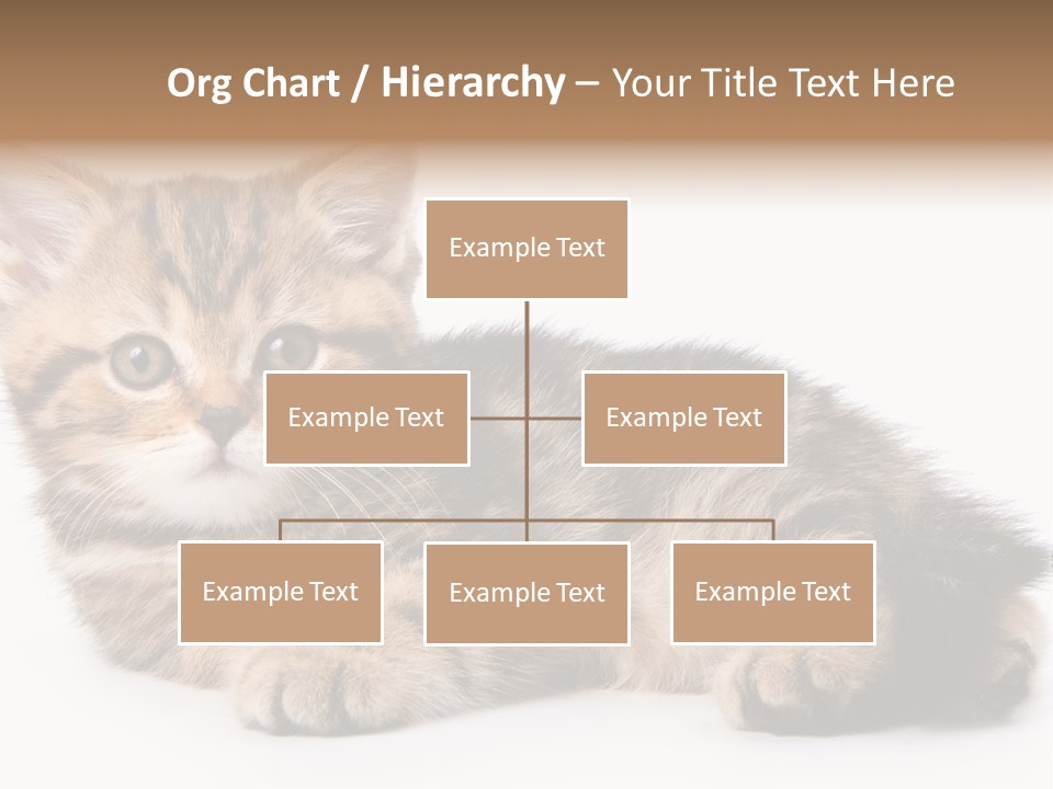 A Small Kitten Laying Down On A White Surface PowerPoint Template