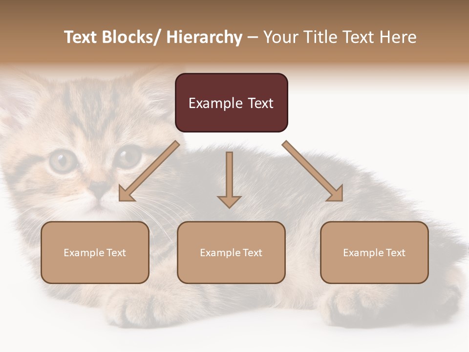 A Small Kitten Laying Down On A White Surface PowerPoint Template