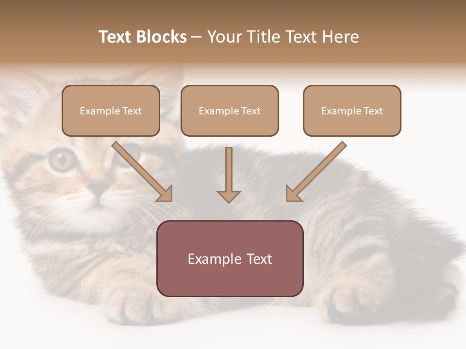 A Small Kitten Laying Down On A White Surface PowerPoint Template