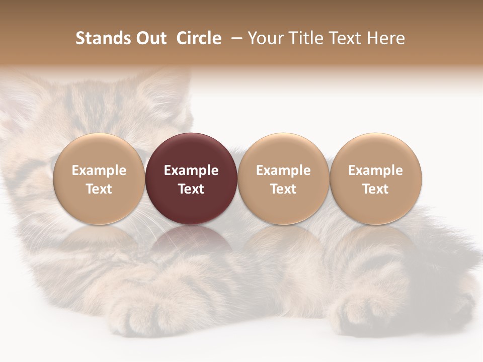 A Small Kitten Laying Down On A White Surface PowerPoint Template