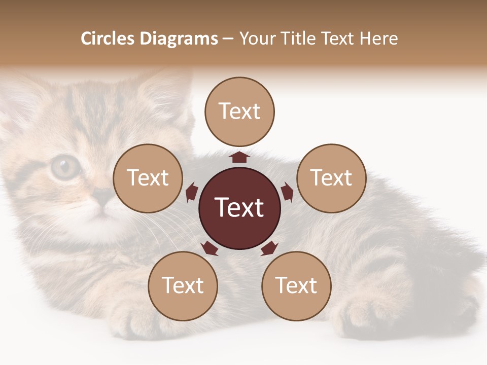 A Small Kitten Laying Down On A White Surface PowerPoint Template