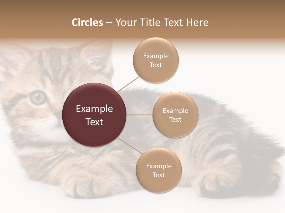 A Small Kitten Laying Down On A White Surface PowerPoint Template