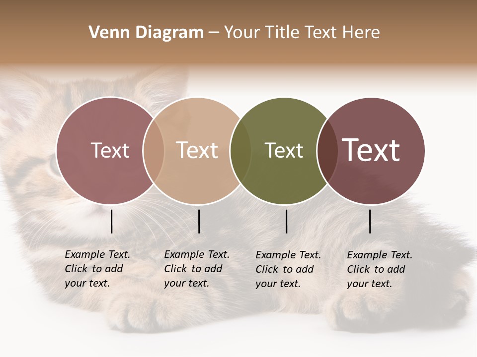 A Small Kitten Laying Down On A White Surface PowerPoint Template
