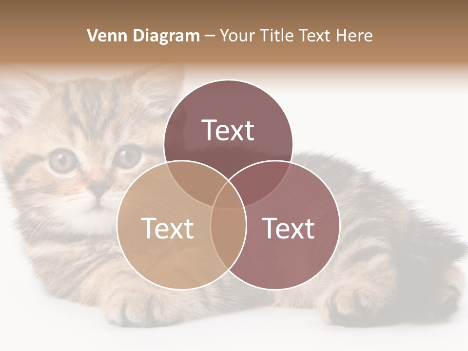 A Small Kitten Laying Down On A White Surface PowerPoint Template
