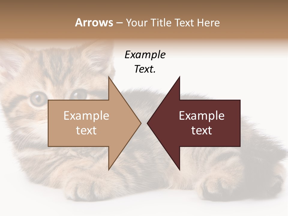 A Small Kitten Laying Down On A White Surface PowerPoint Template