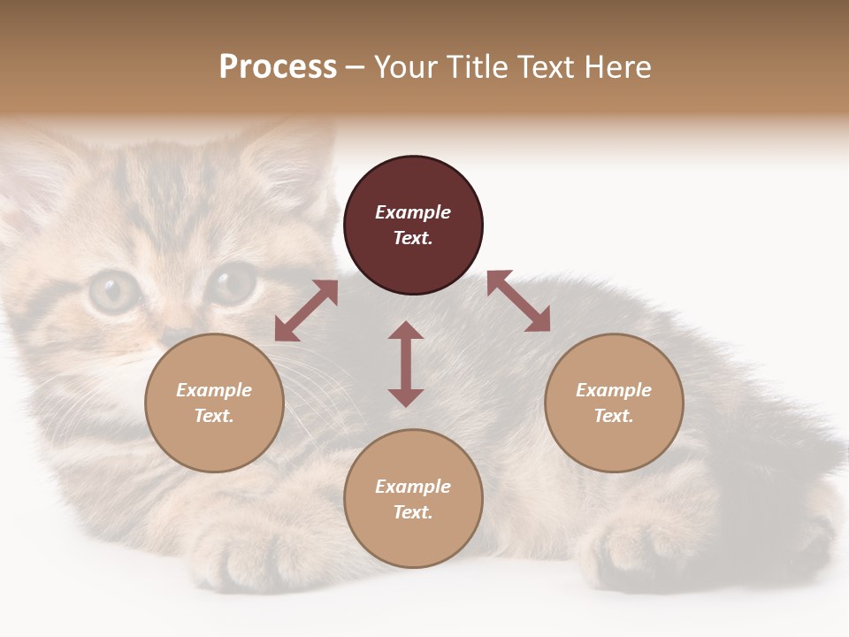 A Small Kitten Laying Down On A White Surface PowerPoint Template