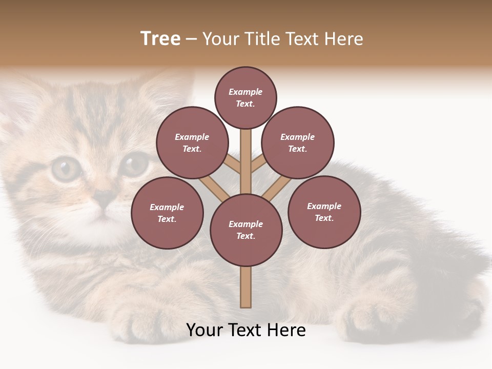 A Small Kitten Laying Down On A White Surface PowerPoint Template